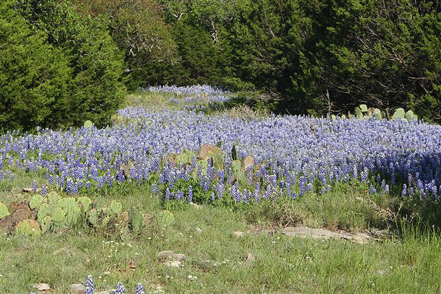 Bluebonnets at Rocking R RV Park - Brady, Texas