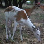 Rocking R RV Park - Brady, Texas