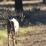 Rocking R RV Park - Brady, Texas