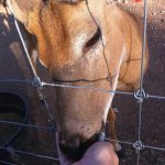 Rocking R RV Park - Brady, Texas - Dozer