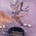Rocking R RV Park - Brady, Texas - Dozer