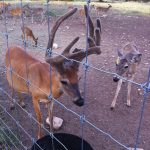 Rocking R RV Park - Brady, Texas - Dozer