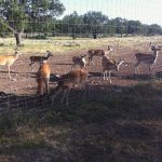 Rocking R RV Park - Brady, Texas - Dozer