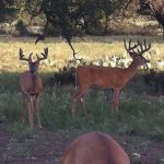 Rocking R RV Park - Brady, Texas - Dozer