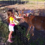 Rocking R RV Park - Brady, Texas - Dozer