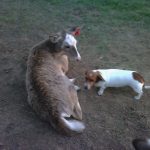 Rocking R RV Park - Brady, Texas - Fenda