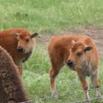 Rocking R RV Park - Brady, Texas - Bison residents