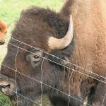 Rocking R RV Park - Brady, Texas - Bison residents